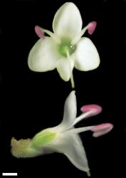 Veronica simulans. Flowers. Scale = 1 mm.
 Image: W.M. Malcolm © Te Papa CC-BY-NC 3.0 NZ